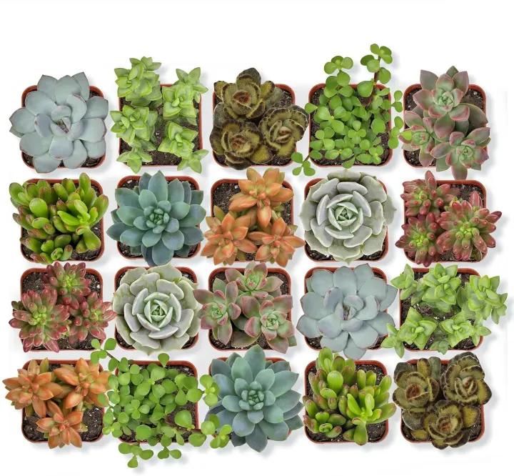 20-Pack Live Mini Succulents — Assorted Potted Succulents