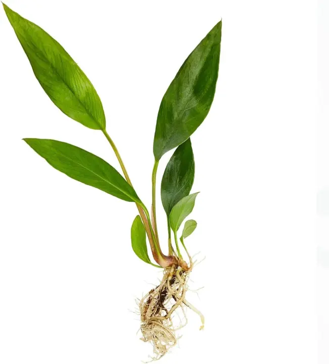 Anubias Frazeri Aquarium Plant (Anubias barteri)