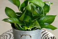Grow More Houseplants For Free With Cuttings