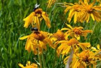 Flagstaff: Gateway to Northern Arizona’s Wonders