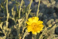 Desert Wings and Wildflowers