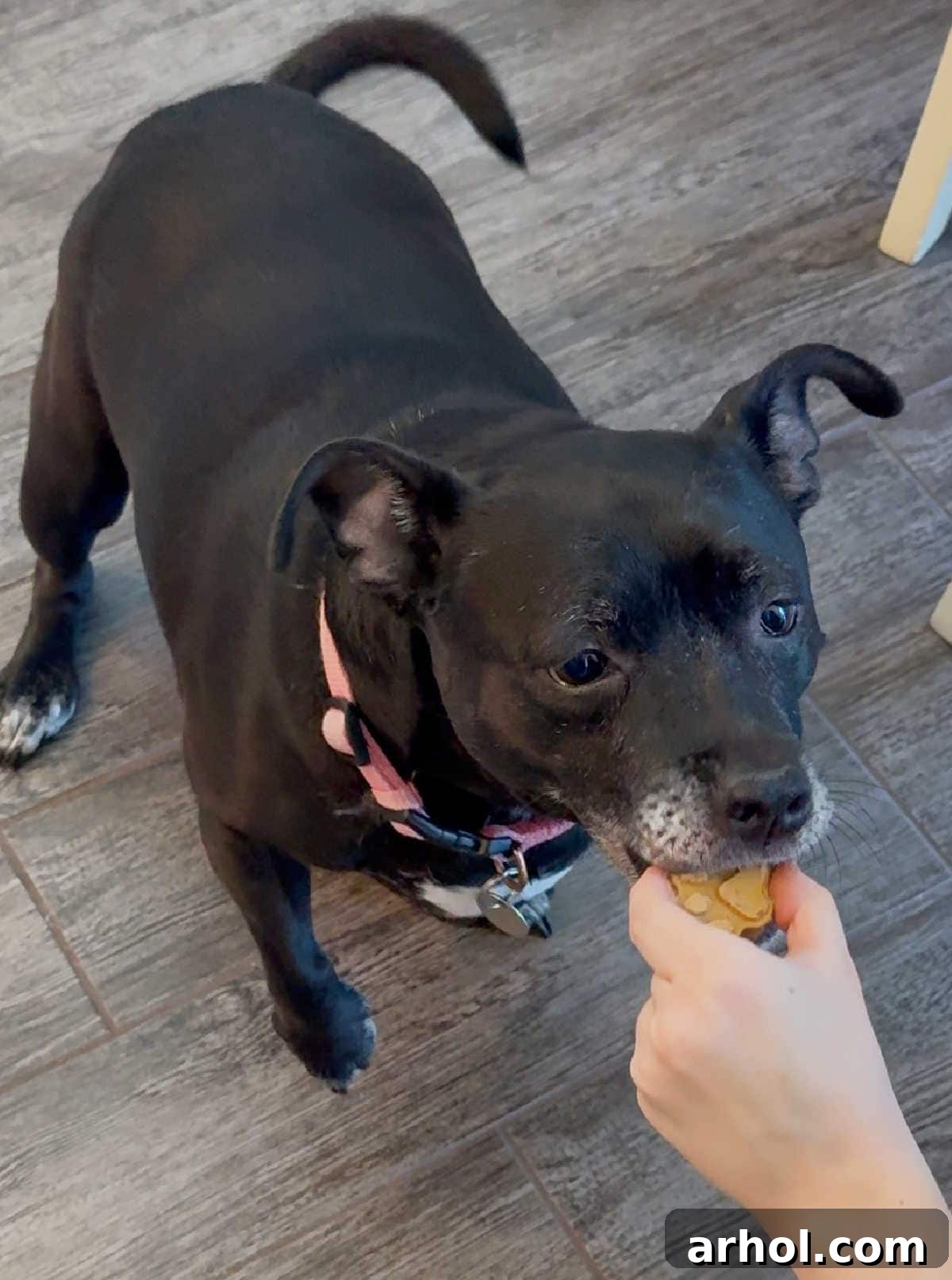 A happy black and white dog enjoying a homemade frozen dog treat.