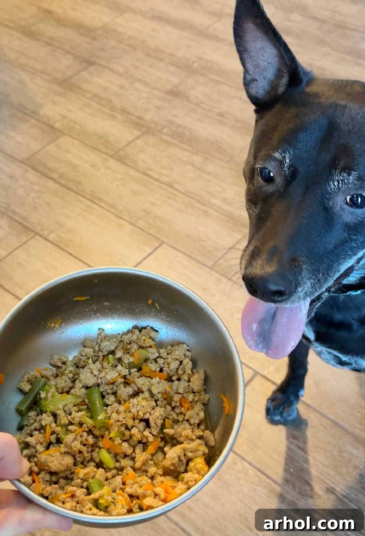 A large black and white dog being fed homemade dog food from a bowl by a person's hand.