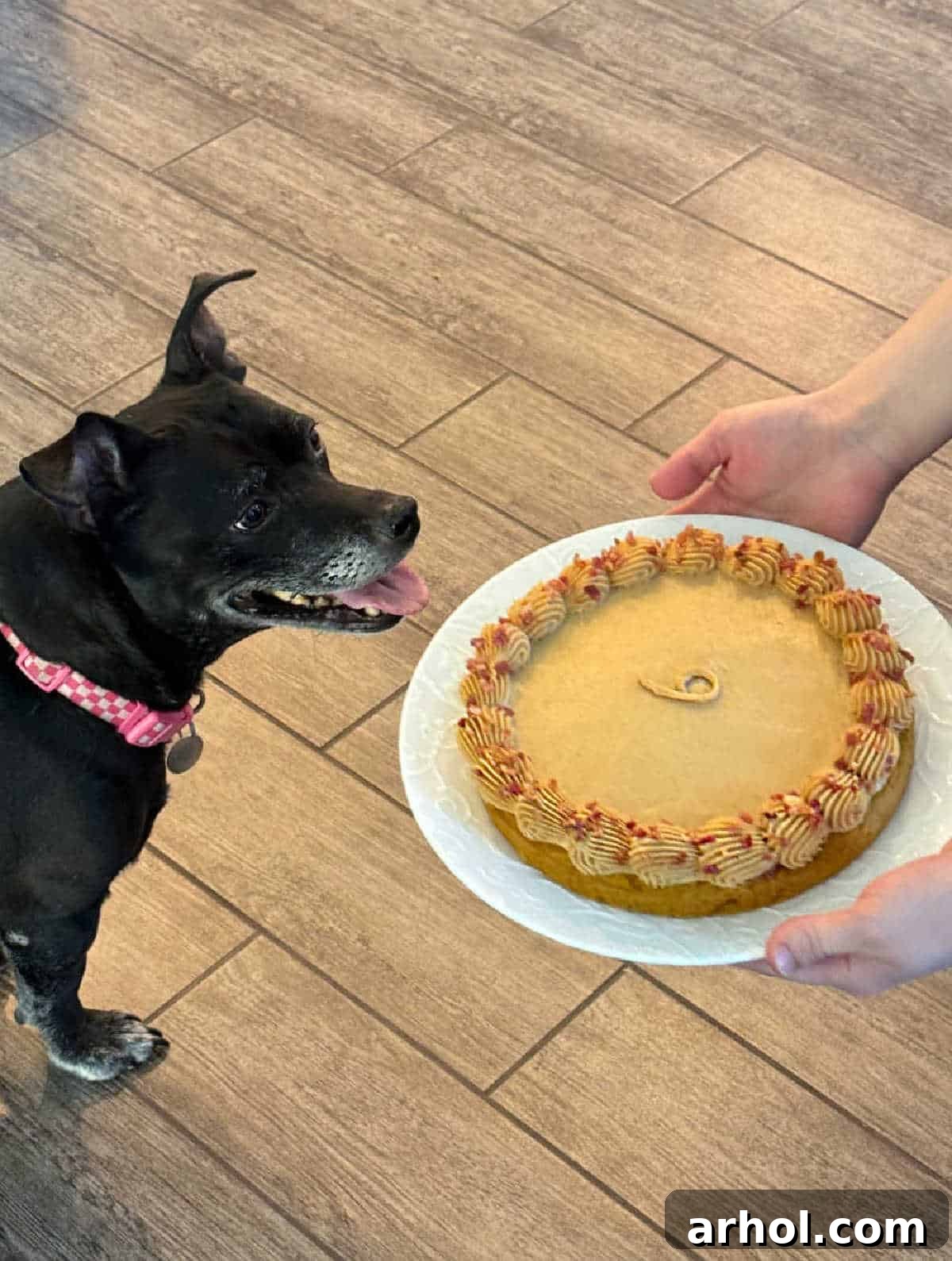 Wag-Worthy Homemade Dog Cake 8 Small black and white dog looking excitedly at a decorated birthday cake.