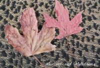 The Art of Preserving Autumn’s Crisp Gold
